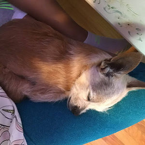 Meet your Posher, Livy